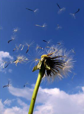 Immagine da http://fotografandoancora.blogspot.com